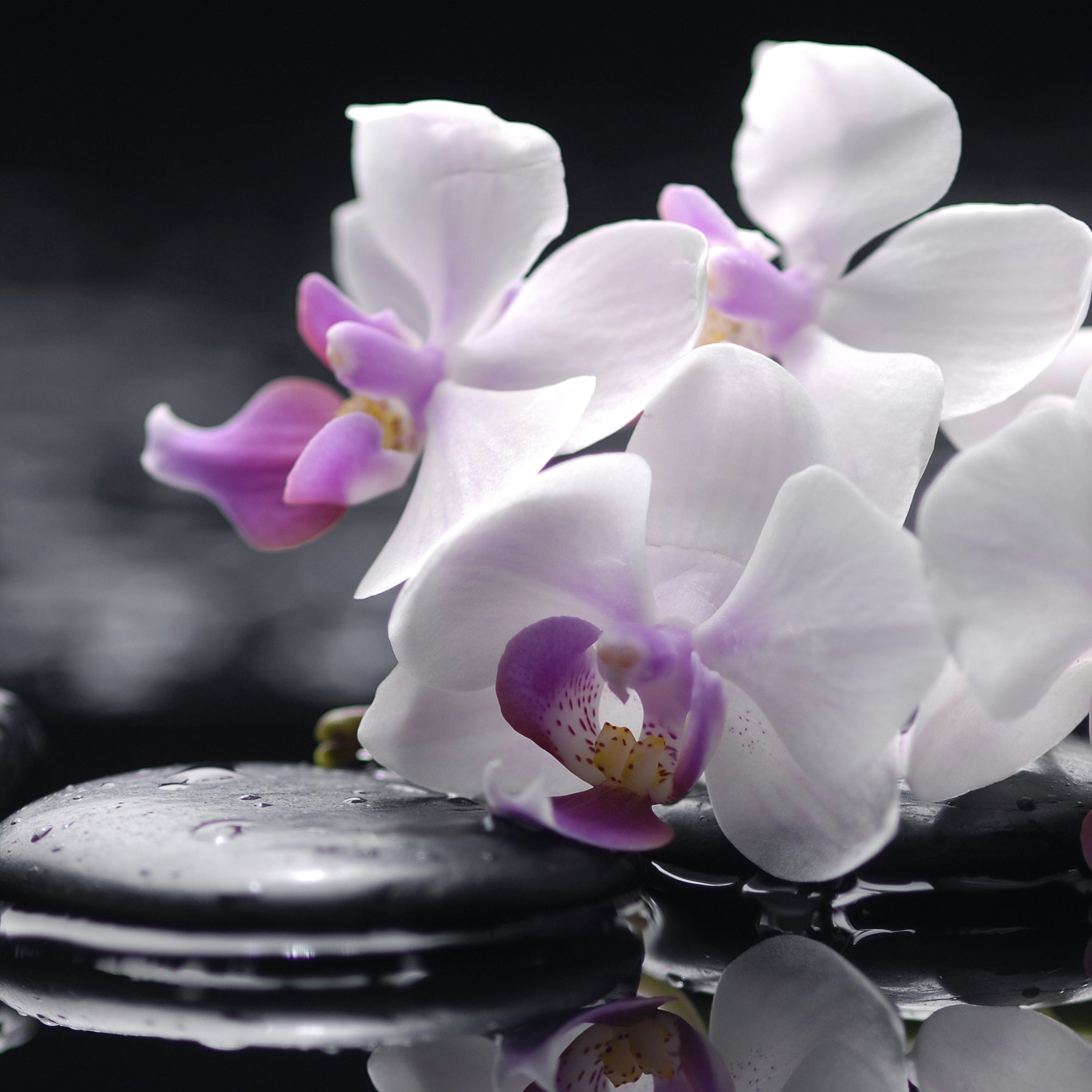 Nyomtatott üveg konyhai burkolatokhoz, ORCHIDEA mintával
